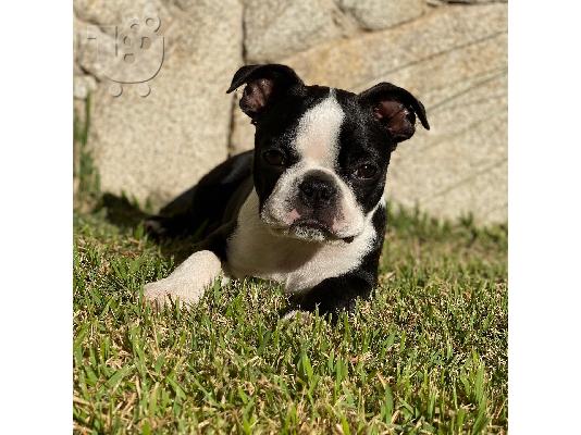 PoulaTo: Nina το αρσενικό Boston Terrier